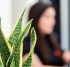 women working at office, unfocused, behind computer